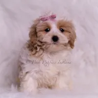 Willow, a female Maltipoo for sale in Warsaw, IN – 5 of 6