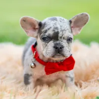 Dumbo AKC, a female French Bulldog for sale in Warsaw, IN – 4 of 6