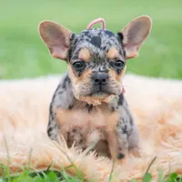 Cookie, a female French Bulldog for sale in Warsaw, IN – 5 of 6