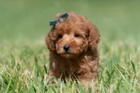 Putt Putt F1, a male Maltipoo for sale in Warsaw, IN – 9 of 10