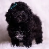 lemonheart, a female Poodle - Toy  for sale in Warsaw, IN – 4 of 7