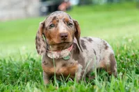 Sprinkles AKC, a male Miniature Dachshund for sale in Warsaw, IN – 9 of 10