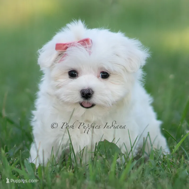 Tulip – Maltese puppy for sale in Warsaw, IN