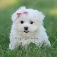 Tulip, a female Maltese for sale in Warsaw, IN – 1 of 8