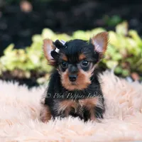 Twinkletuft, a male Yorkshire Terrier for sale in Warsaw, IN – 2 of 3