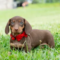 Hawtdog AKC, a male Miniature Dachshund for sale in Warsaw, IN – 2 of 6