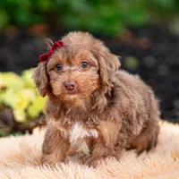 Willy wonka, a male Yorkshire Terrier and Poodle - Toy  for sale in Warsaw, IN – 6 of 8