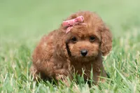 Cupcake F1, a female Maltipoo for sale in Warsaw, IN – 6 of 10