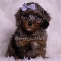 Adrian, a female Poodle - Toy  for sale in Warsaw, IN – 6 of 6
