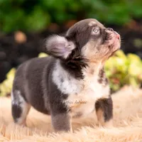 Princess Leia AKC, a female French Bulldog for sale in Warsaw, IN – 4 of 5