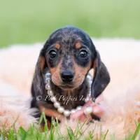 SADIE AKC, a female Miniature Dachshund for sale in Warsaw, IN – 2 of 7