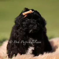 pixel, a male Yorkipoo for sale in Warsaw, IN – 2 of 6