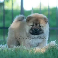 Meesha, a female Chow Chow for sale in Warsaw, IN – 4 of 10
