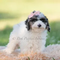 Vivi, a female Miniature Goldendoodle for sale in Warsaw, IN – 6 of 6