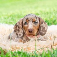 Sprinkles AKC, a male Miniature Dachshund for sale in Warsaw, IN – 3 of 10