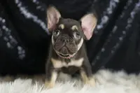 AKC Milky Way, a female French Bulldog for sale in Warsaw, IN – Photo 5 of 5