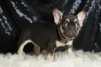 AKC Milky Way, a female French Bulldog for sale in Warsaw, IN – Photo 4 of 5