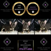 AKC Milky Way, a female French Bulldog for sale in Warsaw, IN – Photo 2 of 5