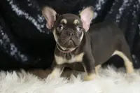 AKC Milky Way, a female French Bulldog for sale in Warsaw, IN – Photo 3 of 5