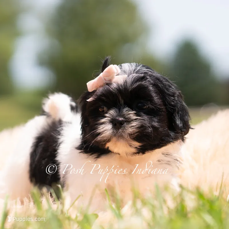 Penny – Shih Tzu puppy for sale in Warsaw, IN