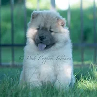 Vision, a male Chow Chow for sale in Warsaw, IN – 5 of 8