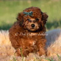 Burley AKC, a male Poodle - Toy  for sale in Warsaw, IN – 5 of 5