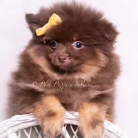 Hershey, a male Pomeranian for sale in Warsaw, IN – 4 of 6
