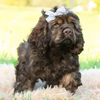 Morningstar, a male Cocker Spaniel for sale in Warsaw, IN – 3 of 7