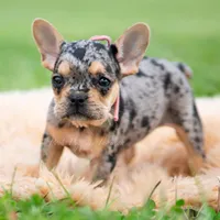 Cookie, a female French Bulldog for sale in Warsaw, IN – 2 of 6