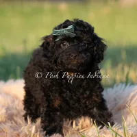 Shadow AKC, a male Poodle - Toy  for sale in Warsaw, IN – 1 of 5