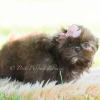 clementine, a female Shih Tzu for sale in Warsaw, IN – 2 of 6