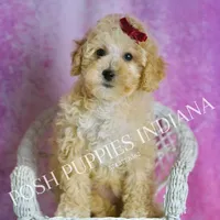 minnie, a female Maltipoo for sale in Warsaw, IN – 3 of 9