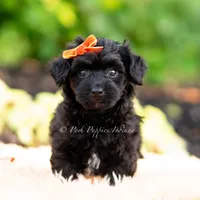 Gus Gus, a male Yorkshire Terrier and Poodle - Toy  for sale in Warsaw, IN – 1 of 6