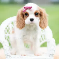 Maggie UABR, a female Cavalier King Charles Spaniel for sale in Warsaw, IN – 2 of 6