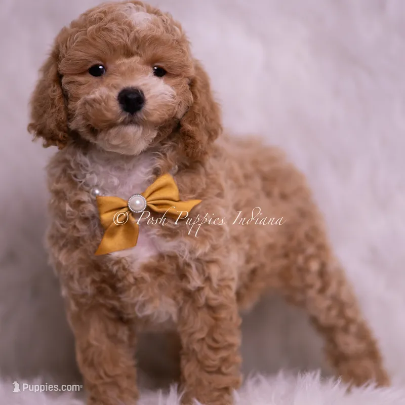 Marty – Poodle - Toy  puppy for sale in Warsaw, IN