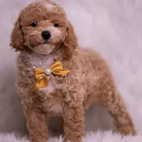 Marty, a male Poodle - Toy  for sale in Warsaw, IN – 1 of 5