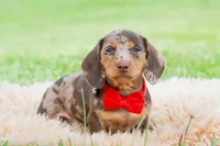 Sprout AKC, a male Miniature Dachshund for sale in Warsaw, IN – 7 of 8
