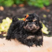 Mushu, a male Miniature Goldendoodle for sale in Warsaw, IN – 3 of 6