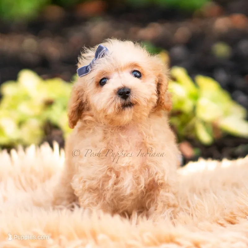 Pebblewhisk – Maltipoo puppy for sale in Warsaw, IN