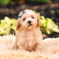 Pebblewhisk, a male Maltipoo for sale in Warsaw, IN – 1 of 7