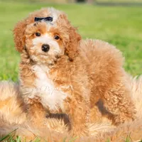 Pluto, a male Poodle - Toy  for sale in Warsaw, IN – 1 of 6