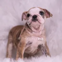 Verushka AKC, a female English Bulldog for sale in Warsaw, IN – 7 of 7