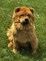 Vision, a male Chow Chow for sale in Warsaw, IN – 7 of 8