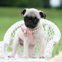 Lovebug, a female Pug for sale in Warsaw, IN – 3 of 6