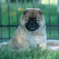 Beast, a male Chow Chow for sale in Warsaw, IN – 9 of 10
