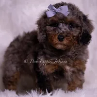 Adrian, a female Poodle - Toy  for sale in Warsaw, IN – 2 of 6