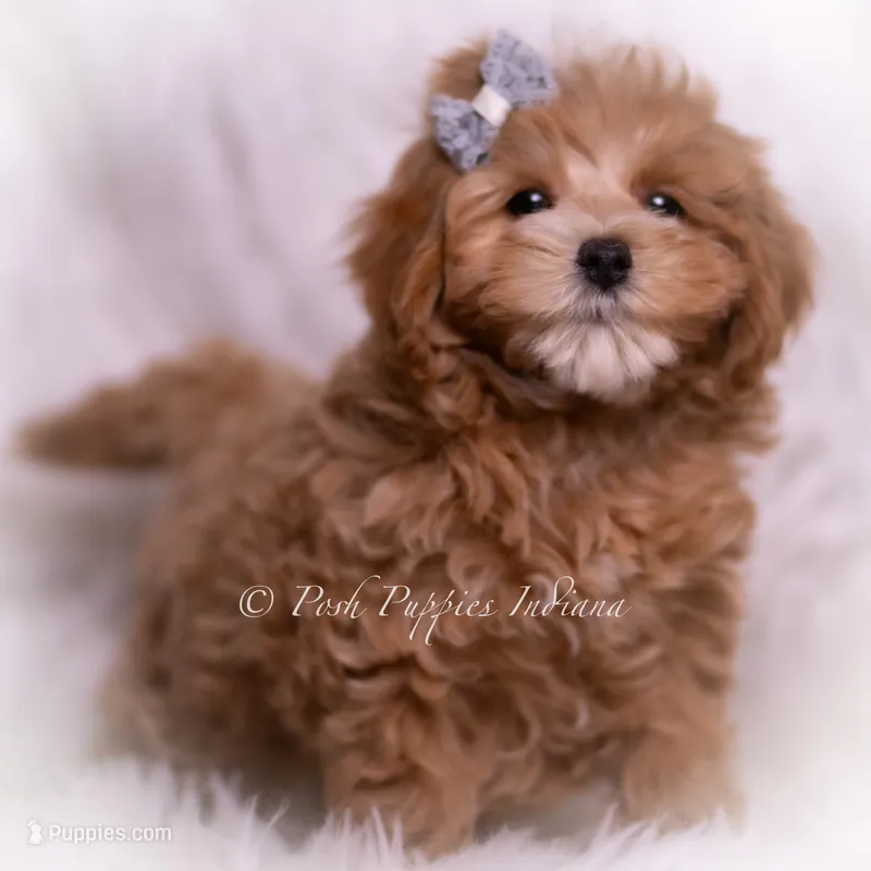 Teeko – Maltipoo puppy for sale in Warsaw, IN