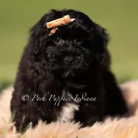 pixel, a male Yorkipoo for sale in Warsaw, IN – 3 of 6