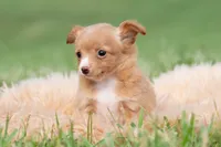 Honeybee, a female Chihuahua for sale in Warsaw, IN – 5 of 6