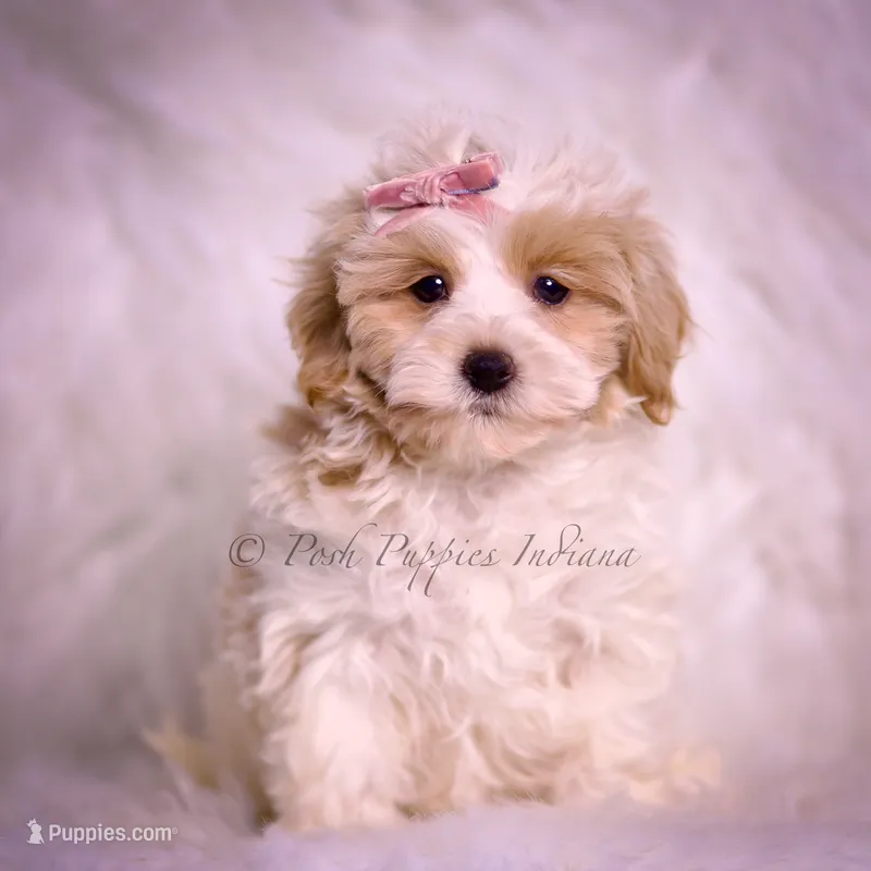 Willow – Maltipoo puppy for sale in Warsaw, IN